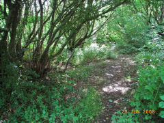 
Abersychan incline, lower section, June 2008